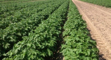 Ilyinsky je oblíbená odrůda brambor